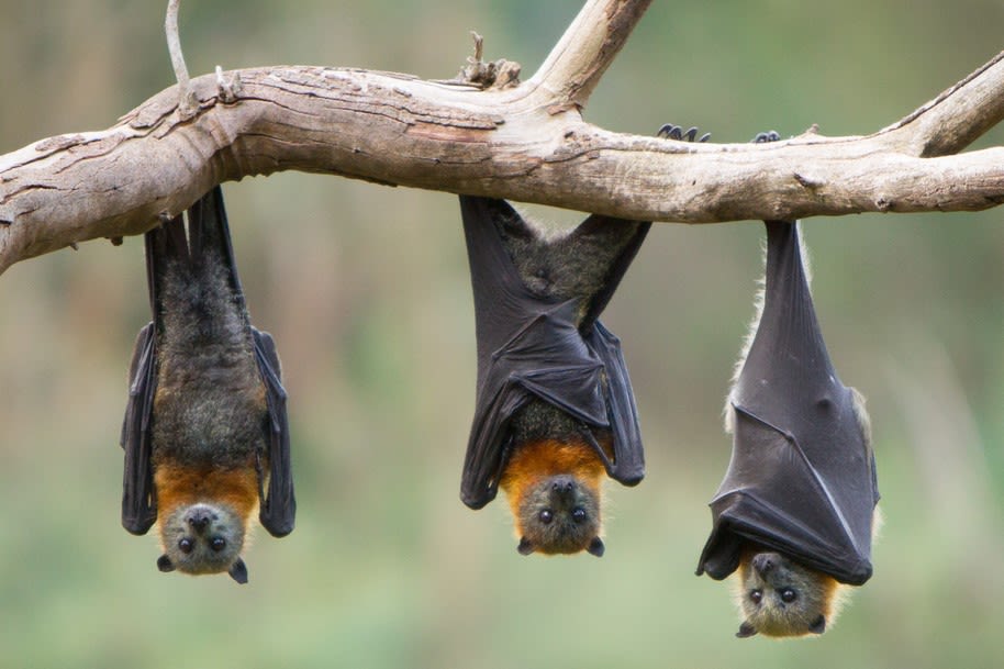 PETA video shows Asian wet markets still selling monkeys, bats